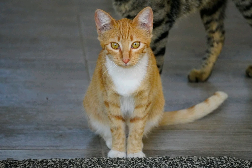 Pongamos de nombre Mimi.