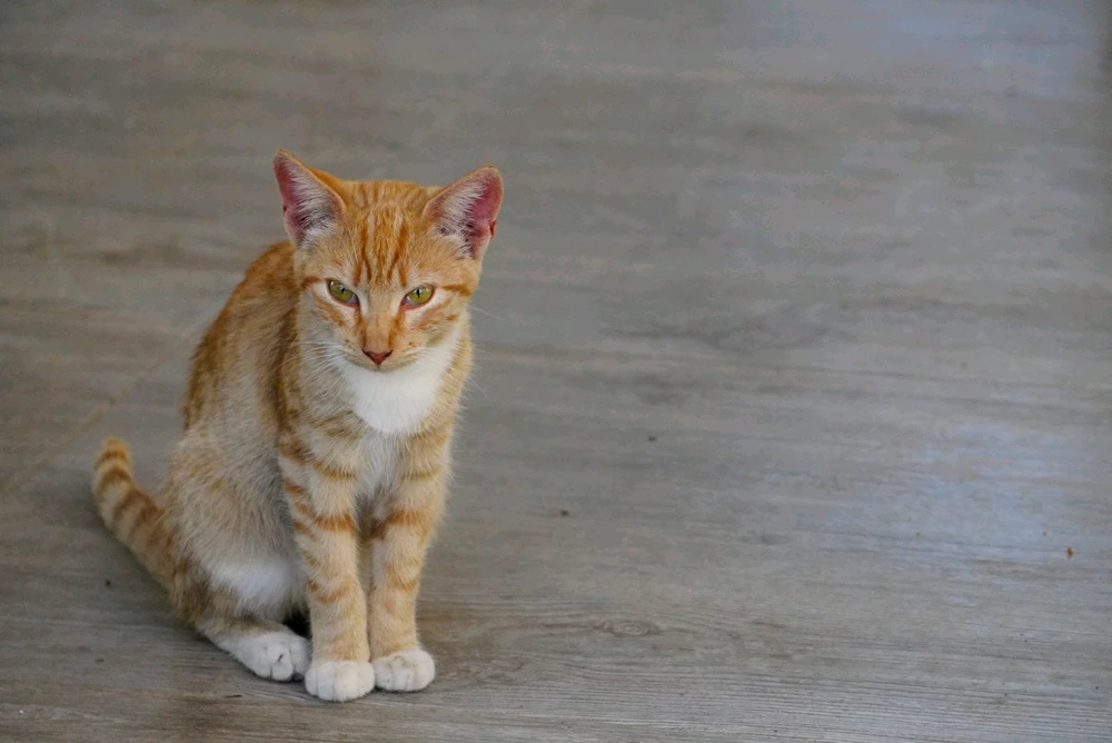 Pongamos le de nombre Mimi.