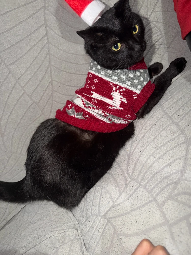 GIF subido por Juan camilo