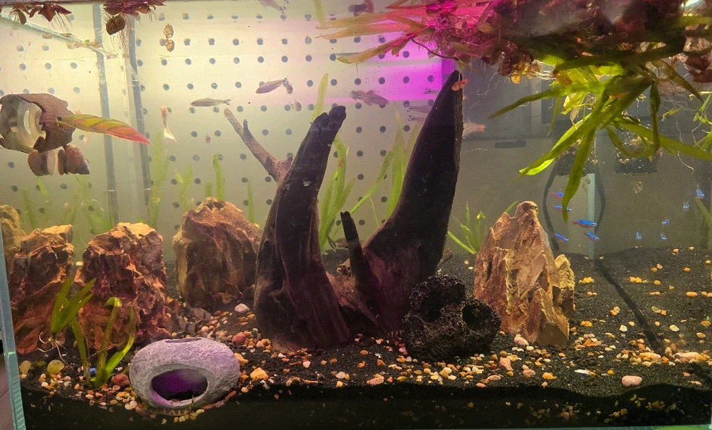 Image uploaded by Shakeel