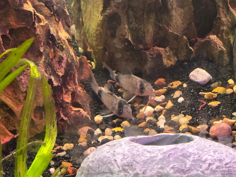 Image uploaded by Shakeel