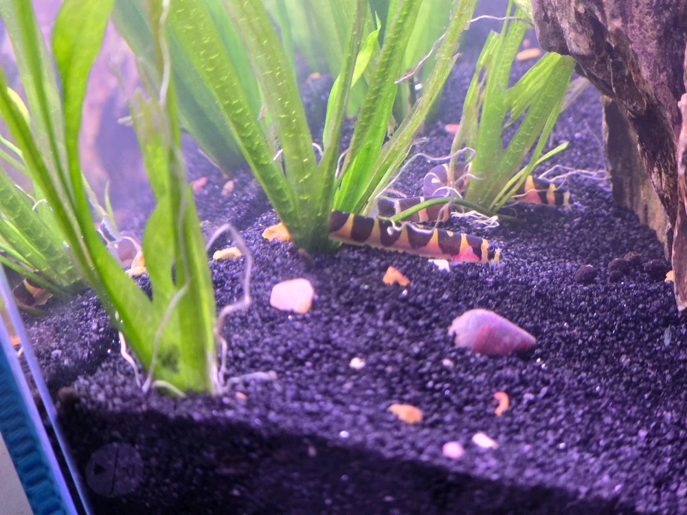 Image uploaded by Shakeel