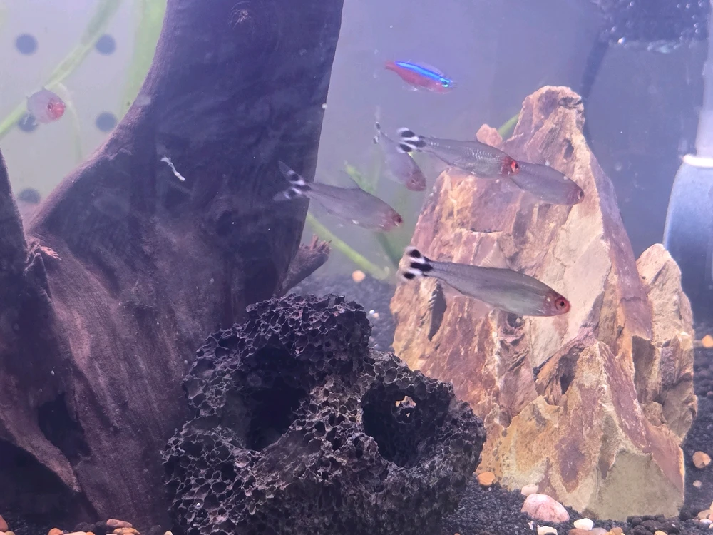 Image uploaded by Shakeel