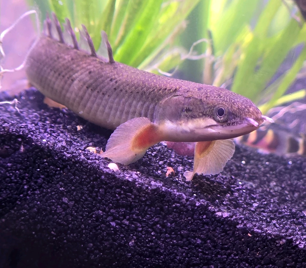 Image uploaded by Shakeel