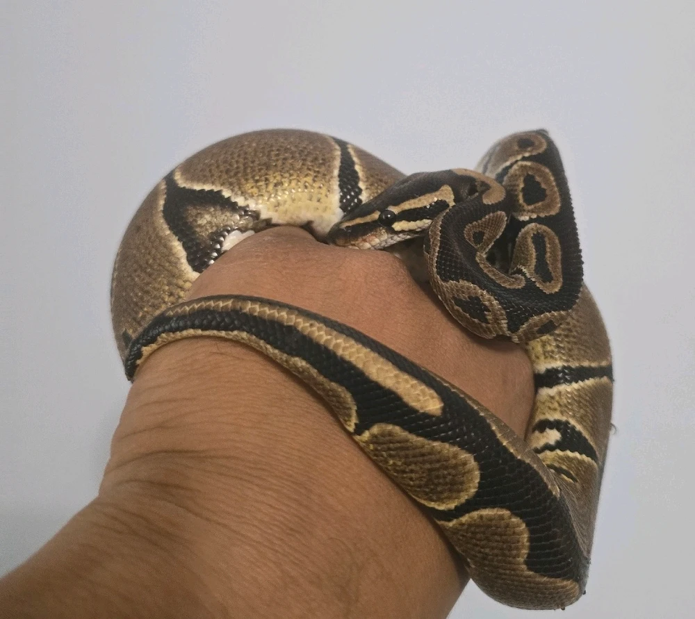 GIF uploaded by Shakeel