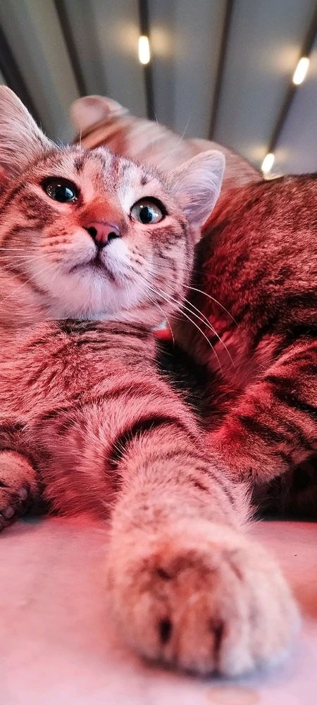 Fatih йөкләгән рәсем