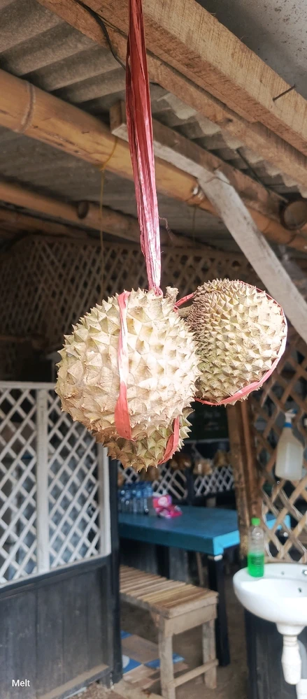 Flowering durian