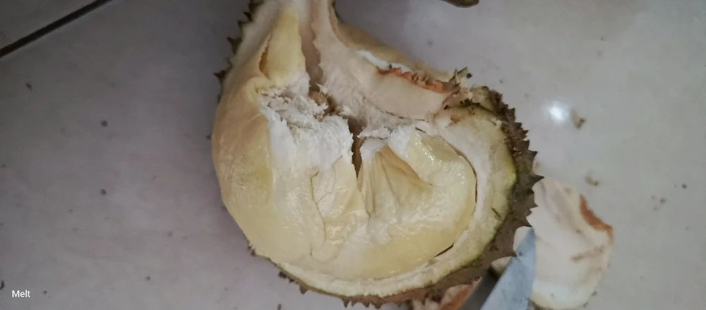 Image uploaded by Melt