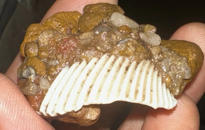 Image uploaded by Ray