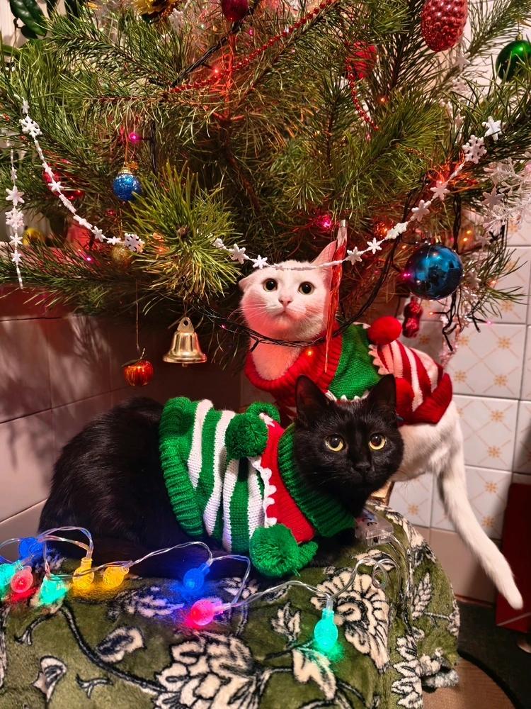 Гіфку завантажив Оля