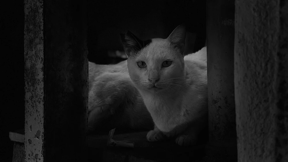 Ketan 上傳的 GIF