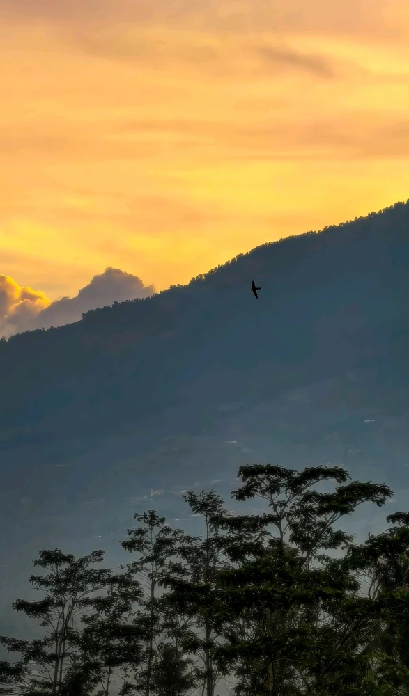 Image uploaded by Lux