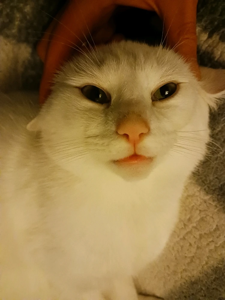 Gambar diunggah dening Jack