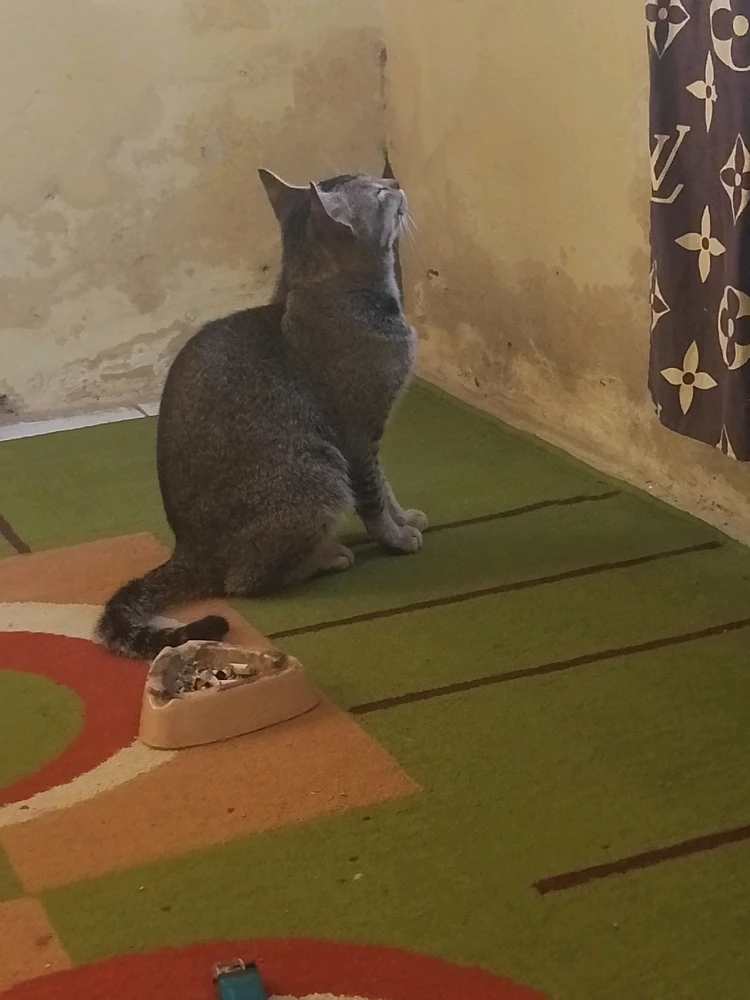 Gambar diunggah oleh Rifkah