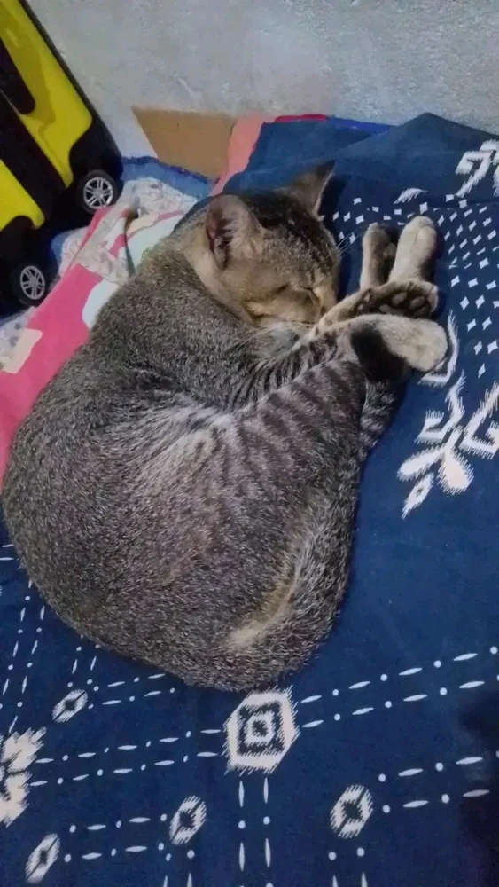 Gambar diunggah oleh Rifkah