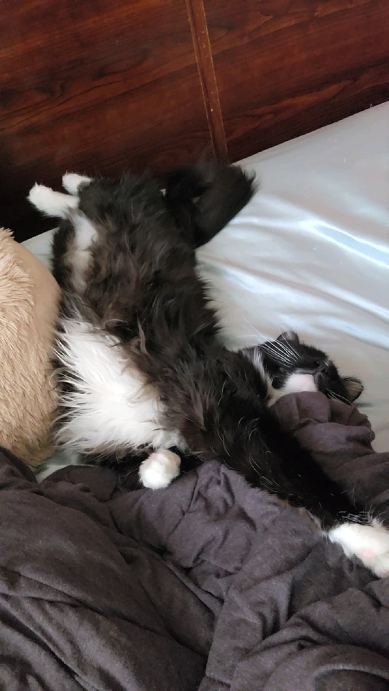 Image uploaded by Sol