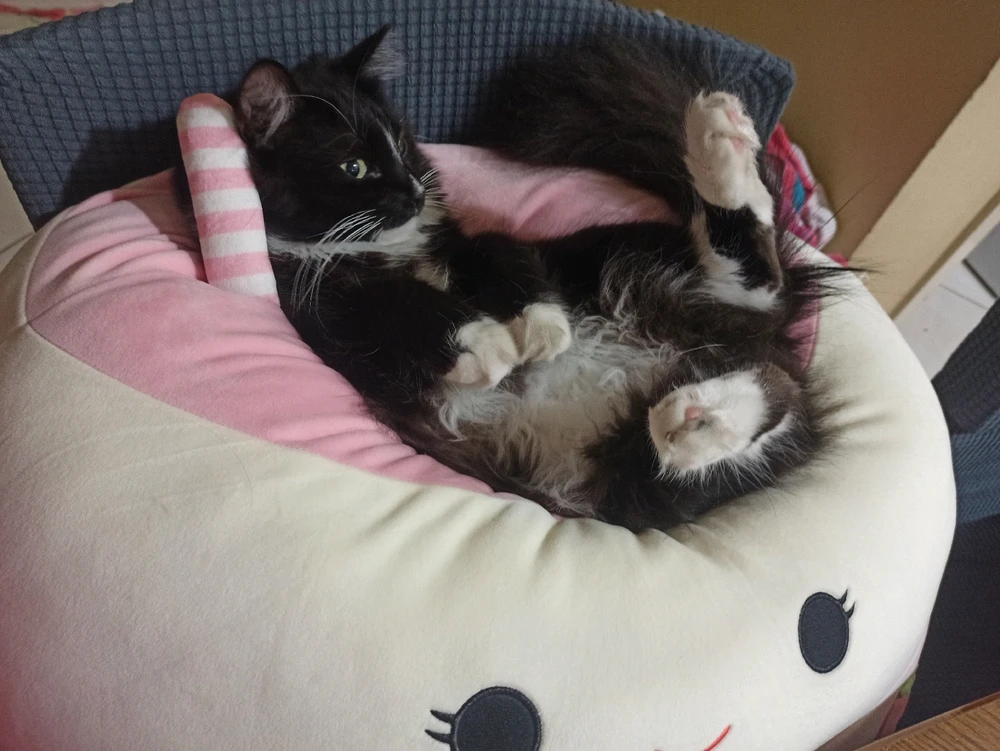 Image uploaded by Sol