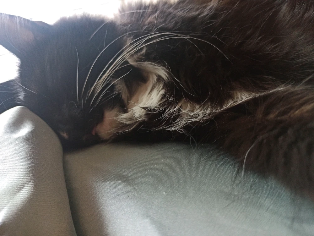 Image uploaded by Sol