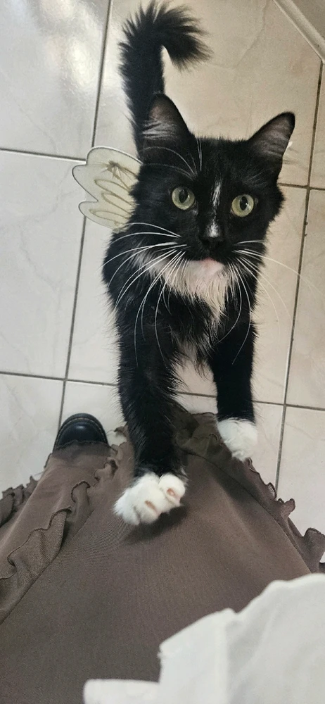 Image uploaded by Sol