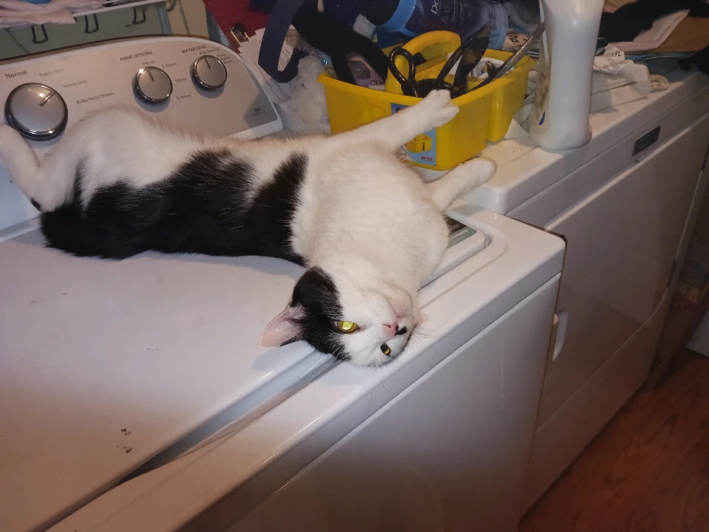 Image uploaded by Bobby