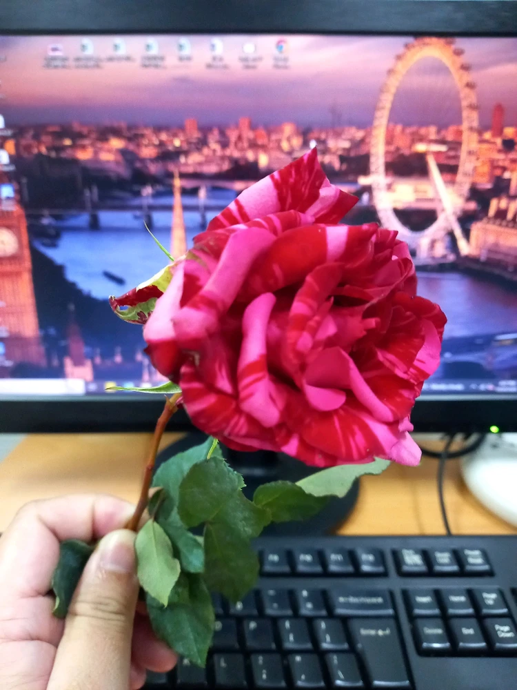 GIF uploaded by Shey