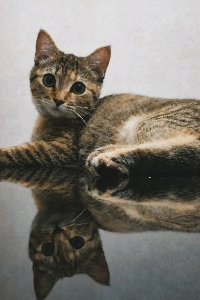 GIF uploaded by 𝓢𝓮𝓻𝓮𝓷 • 𝓢𝓮𝓻𝓮𝓷𝓭𝓲𝓹𝓲𝓽𝔂