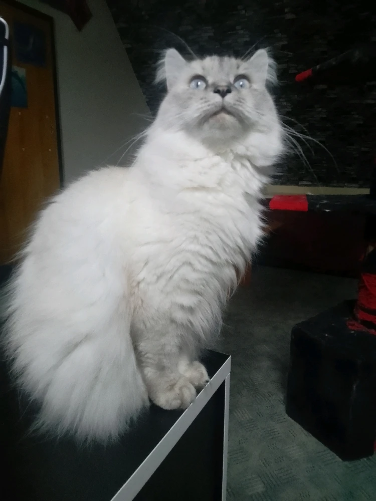 GIF hochgeladen von Dustin / Testi