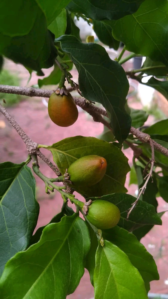 GIF diunggah dening Melt