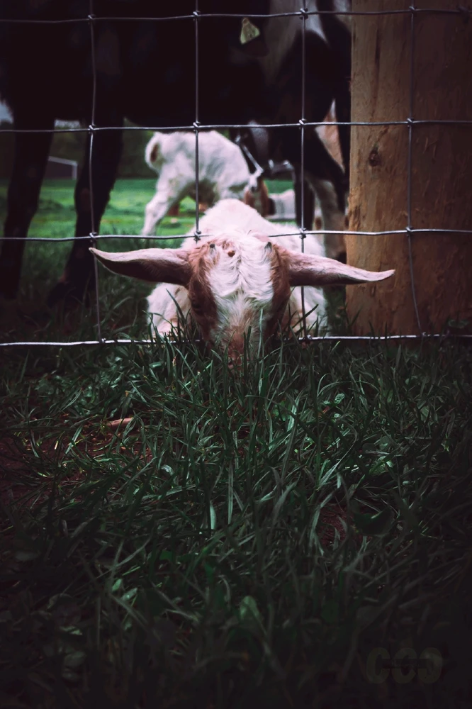 GIF uploaded by Peter Custodio