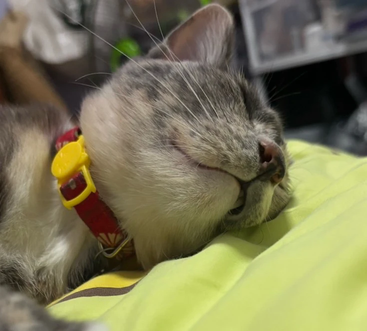 GIF uploaded by Pat♡