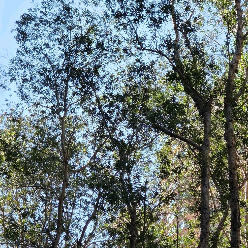 由Emma上传的图片