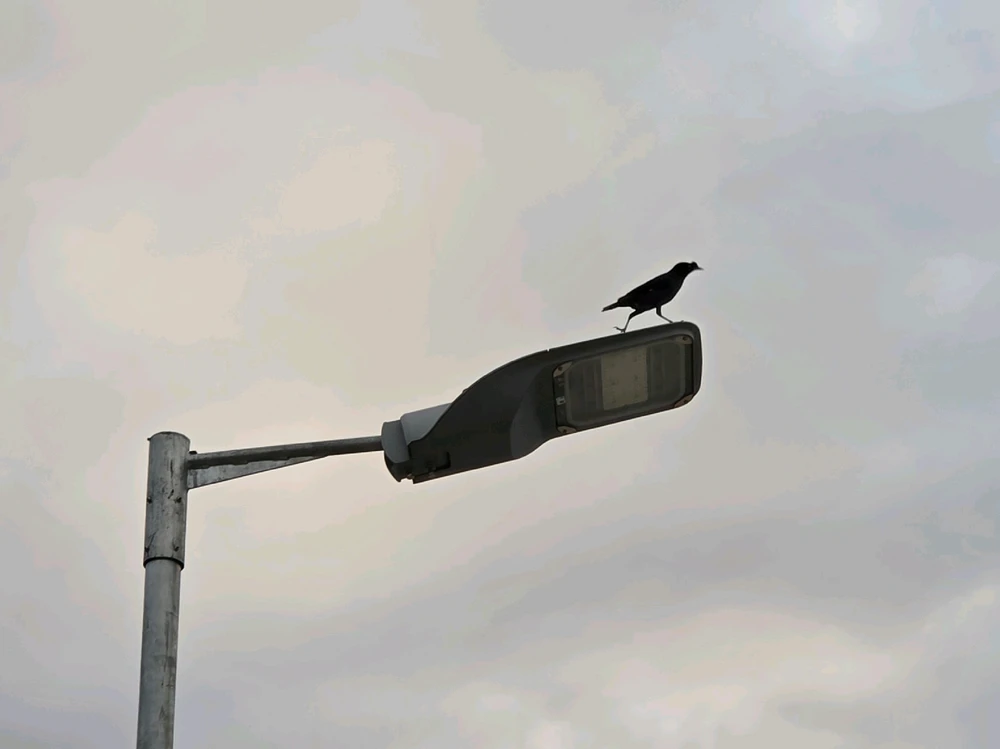 由Emma上传的图片