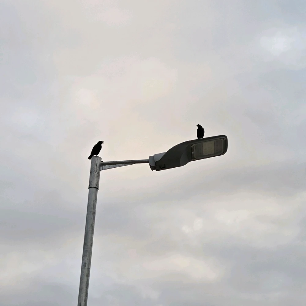 由Emma上传的图片