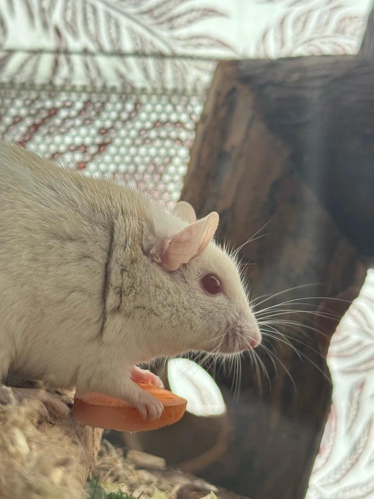 GIF hochgeladen von Angi