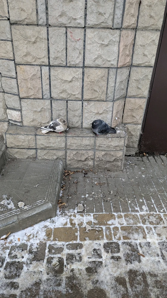 GIF uploaded by Kaonashi