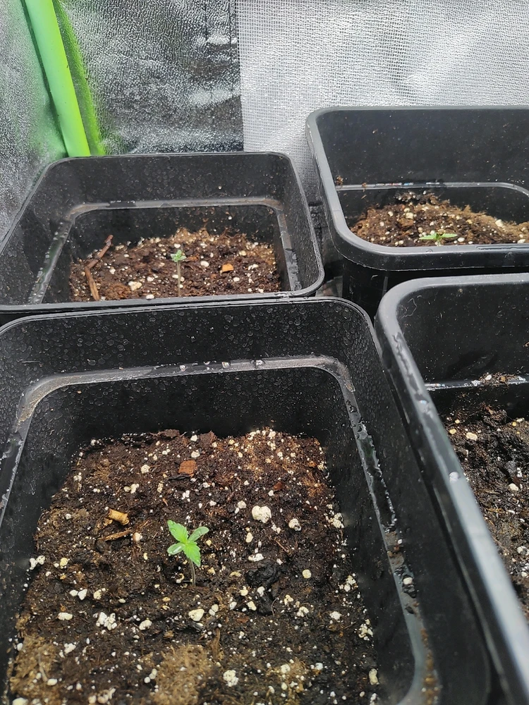 GIF subido por Arturo