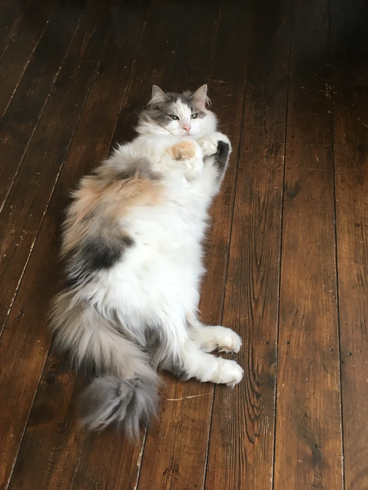 GIF geüpload door MAIMAI / Maaike