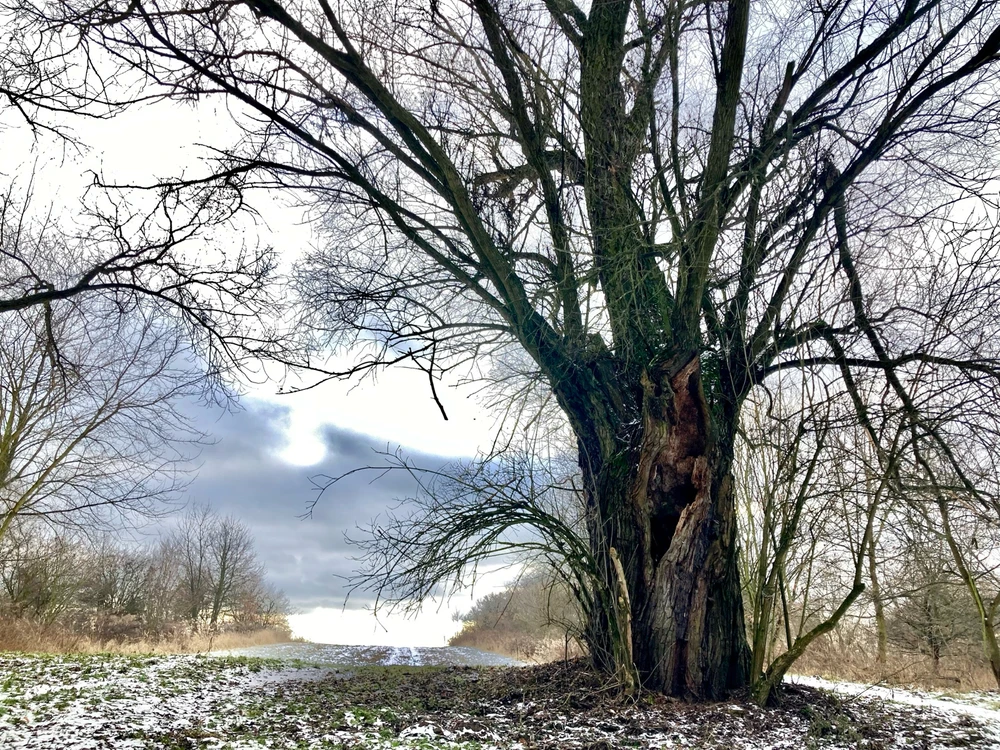 Zdjęcie dodane przez Czarna_Kosmitka