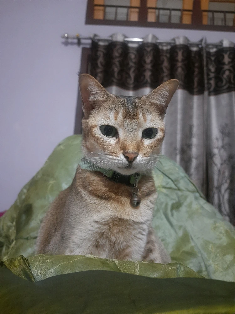 GIF uploaded by Banasree