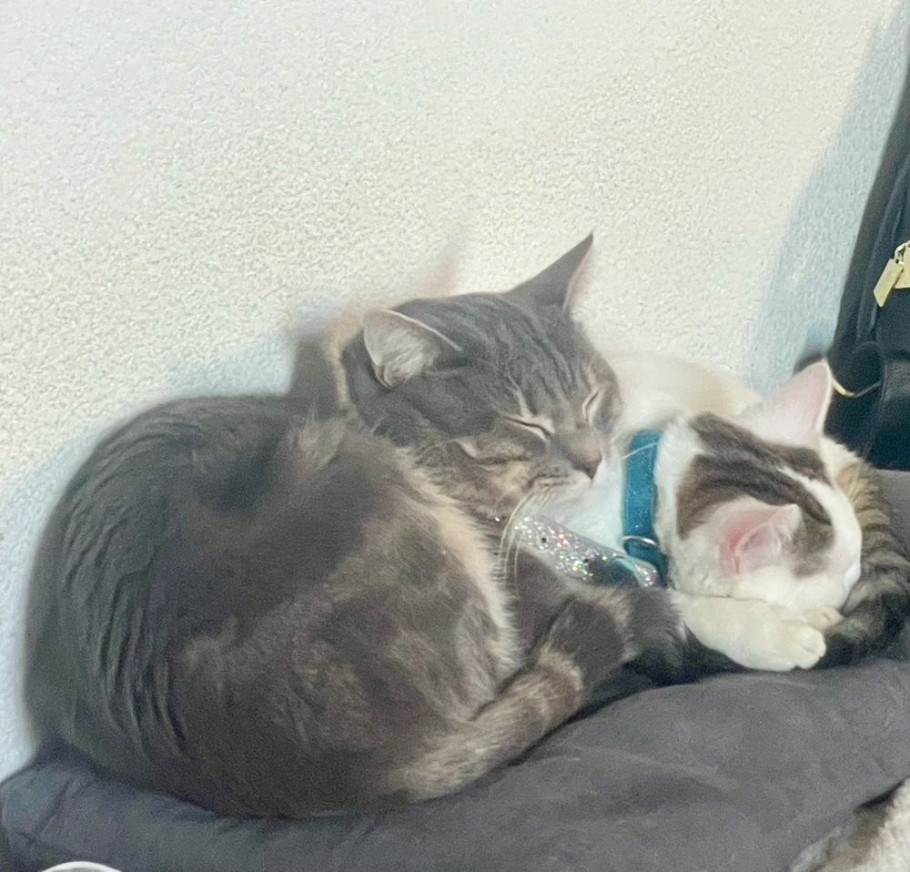 GIF ajouté par Laurine