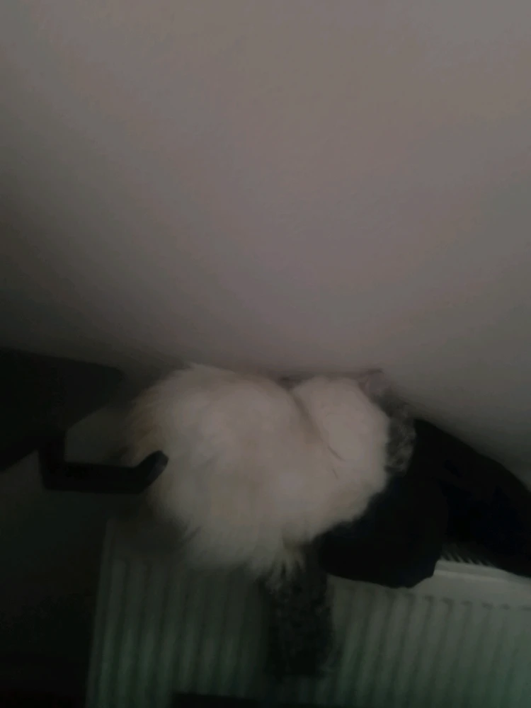 GIF hochgeladen von Dustin / Testi