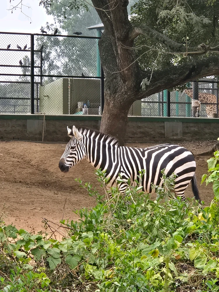 Image uploaded by Ron