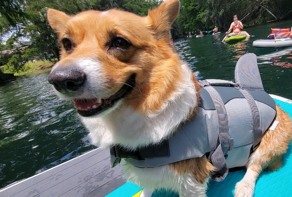 Image uploaded by Joel