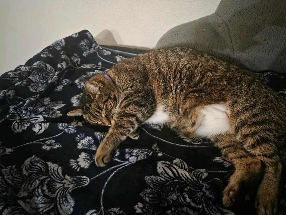 GIF uploaded by Greyson Bautista