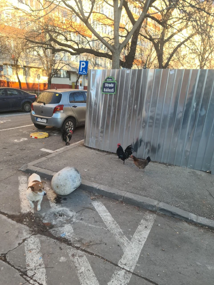 GIF încărcat de Marius