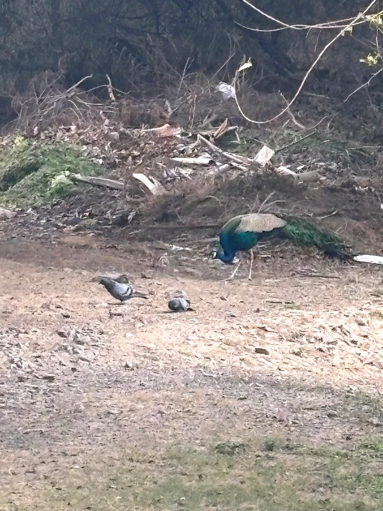 GIF uploaded by Alan Azariah