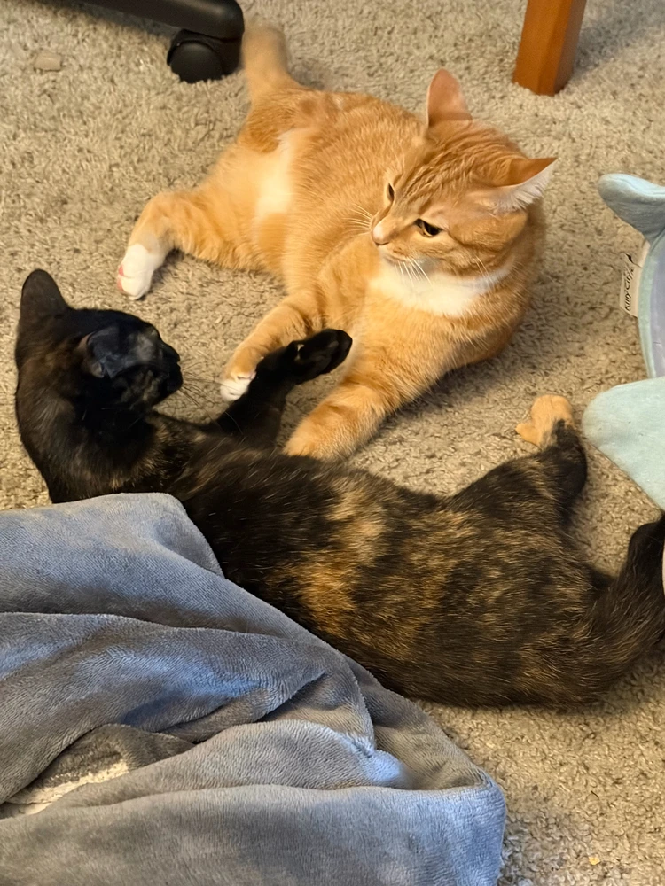 GIF uploaded by Daniel