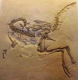 Imagem enviada por Pedro Tomaz