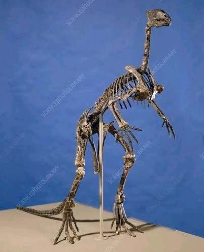 Imagem enviada por Pedro Tomaz