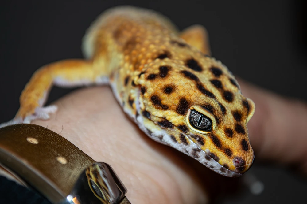 GIF качен от Viktor Radev